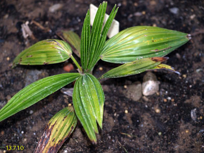 geminisectus